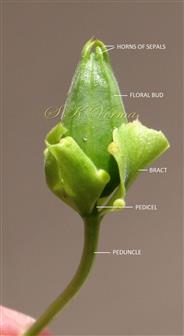  Flower (Developing)